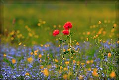 photo "***"