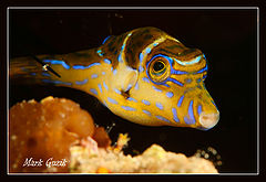 фото "Puffer fish"