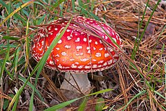 photo "Attractive poison"
