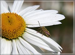 photo "Chamomile"