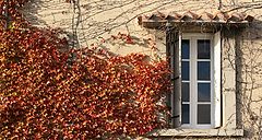 фото "window in fall"