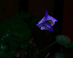 photo "***"