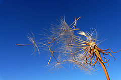 photo "***"