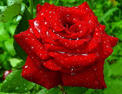 фото "Royal Rose"