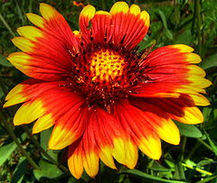 фото "Phoenix Flower"