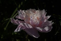 photo "***"