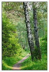 photo "Siberian birch"