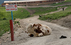 photo "Caution is protected ..."