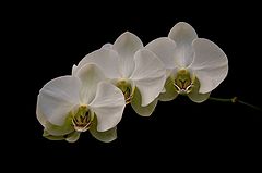 фото "Trio"