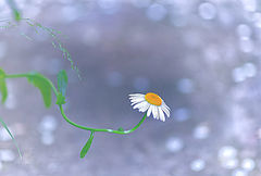 photo "Daisy petals in a softness of jasmine"