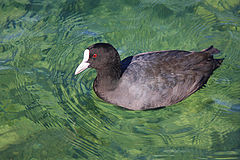 photo "Waterfoul"