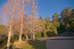 фото "Trio"