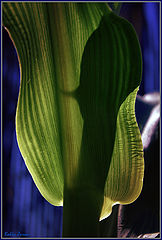 фото "corn"