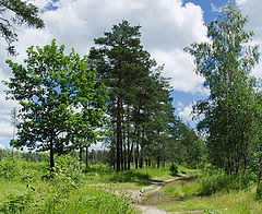 фото "Дуб, сосна, береза ..."
