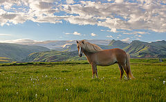 photo "Iceland Horse..."