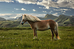 photo "Icelandhorse...."