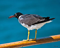 photo "Gull"