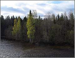 photo "At the Svir River in May."
