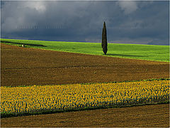 photo "Tuscany Fields"
