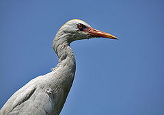 photo "Cattle egret 02"