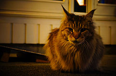 photo "Night guest..."