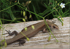 photo "Siesta"