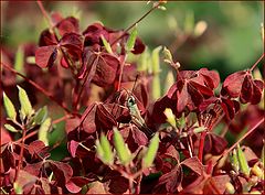 photo "Red Summer"