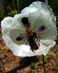 фото "White poppy"