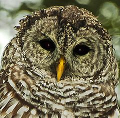 фото "Barred Owl"