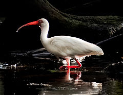 photo "White Ibis"