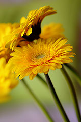 фото "Gerbera"