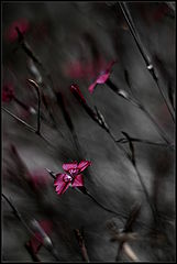 фото "***"