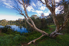 фото "The Old Tree"
