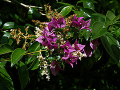 photo "***"