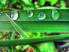 фото "Dew a day of spring"