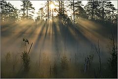 photo "***"