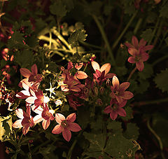 photo "***"