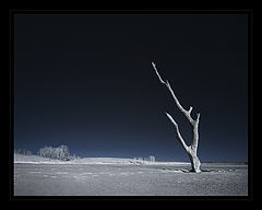 photo "***"