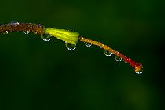 photo "***"