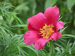 photo "Flower"
