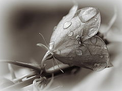 photo "***"