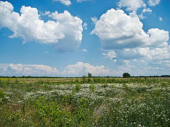 фото "Летний полдень"