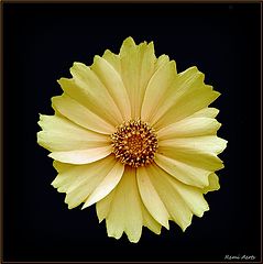 photo "***"