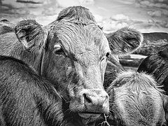 photo "A Really Nosy Cow"