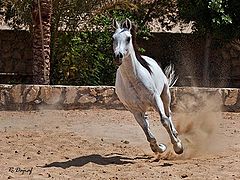 фото "Gallop"