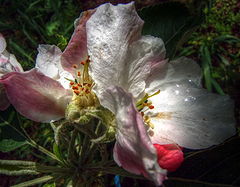 фото "In The Morning Light"