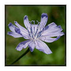 photo "***"