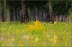 photo "***"