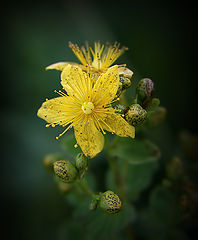 photo "Hypericum"