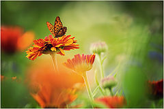photo "***"